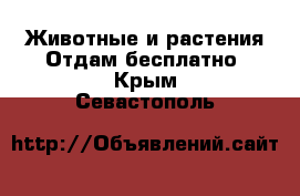 Животные и растения Отдам бесплатно. Крым,Севастополь